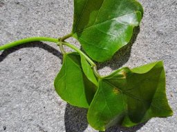 Erythrina afra leaf